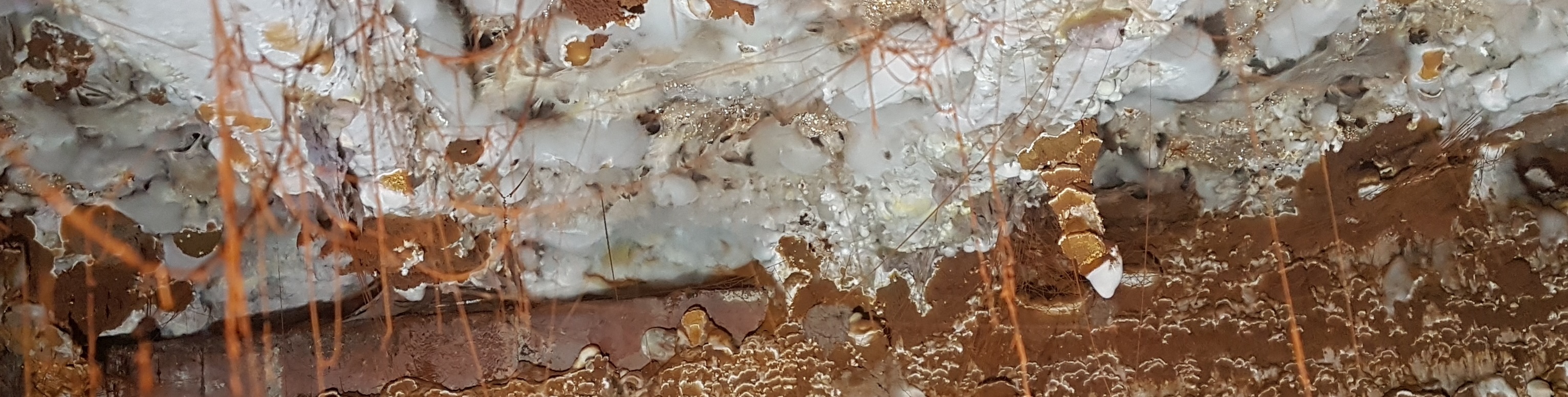 DRY ROT SPECIALISTS