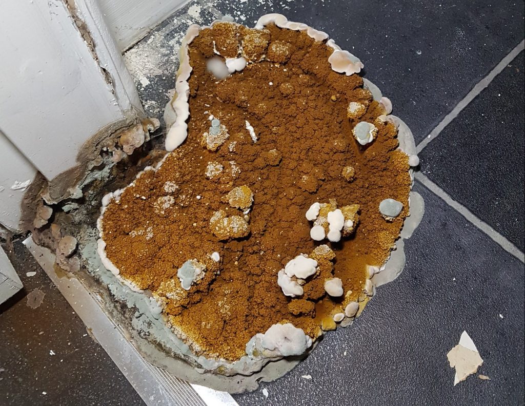 Dry Rot Specialist